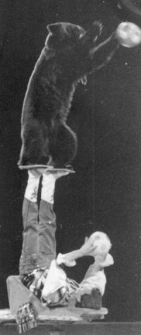 ZolkinMikityuk Bears at the Moscow Circus