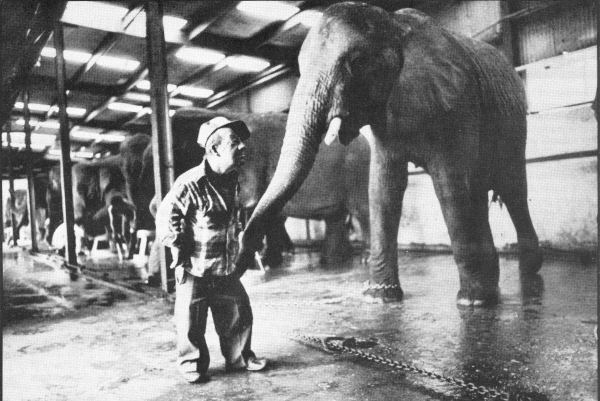 CIRCUS covers the work that occurs before the public season begins, including elephant preparation.